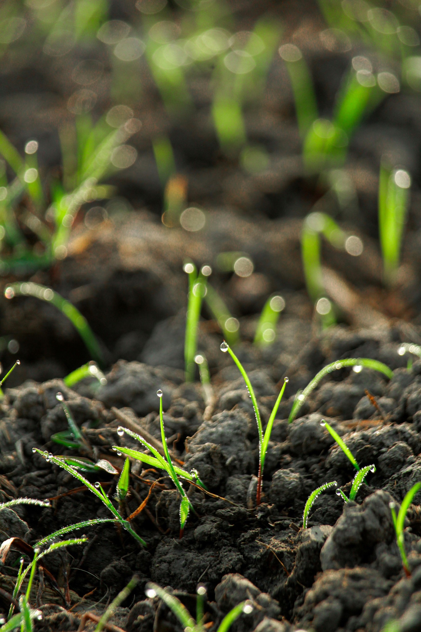 Young grass growing from soil