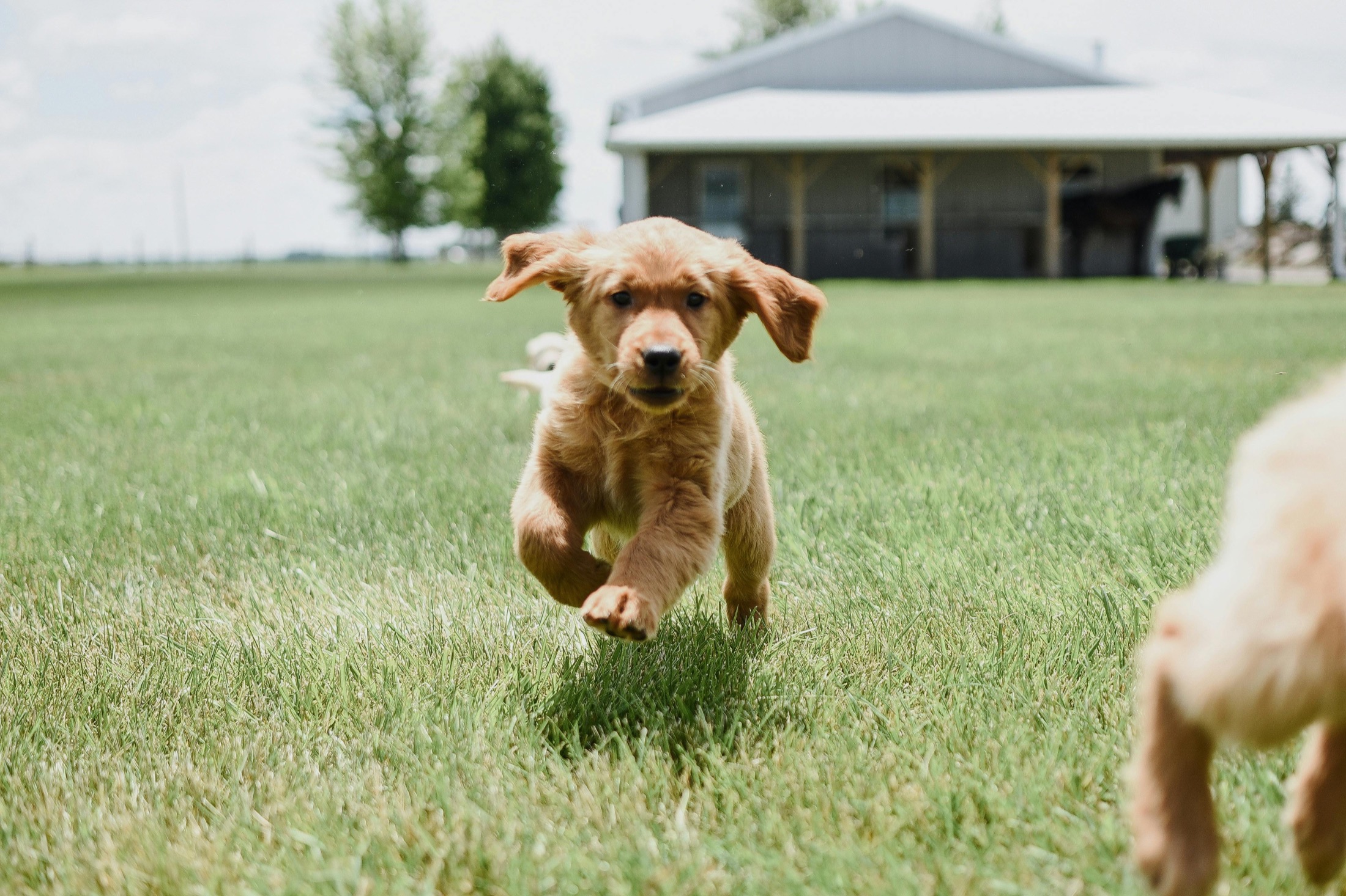 Dog resting on grass