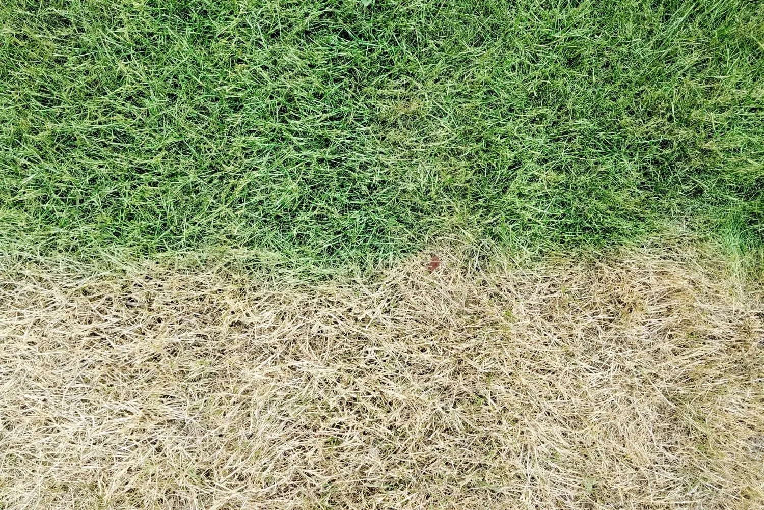 Close-up real grass photo showing healthy green lawn above dry yellow grass